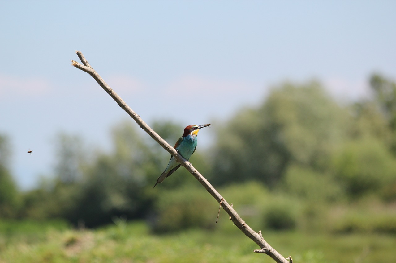 birds ram bee free photo