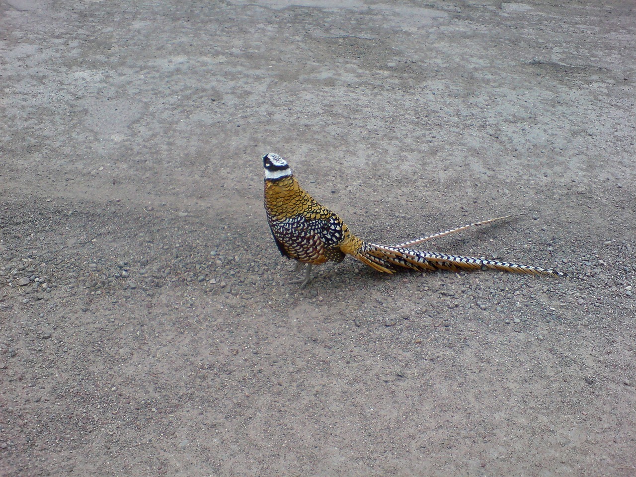 birds spring gravel free photo