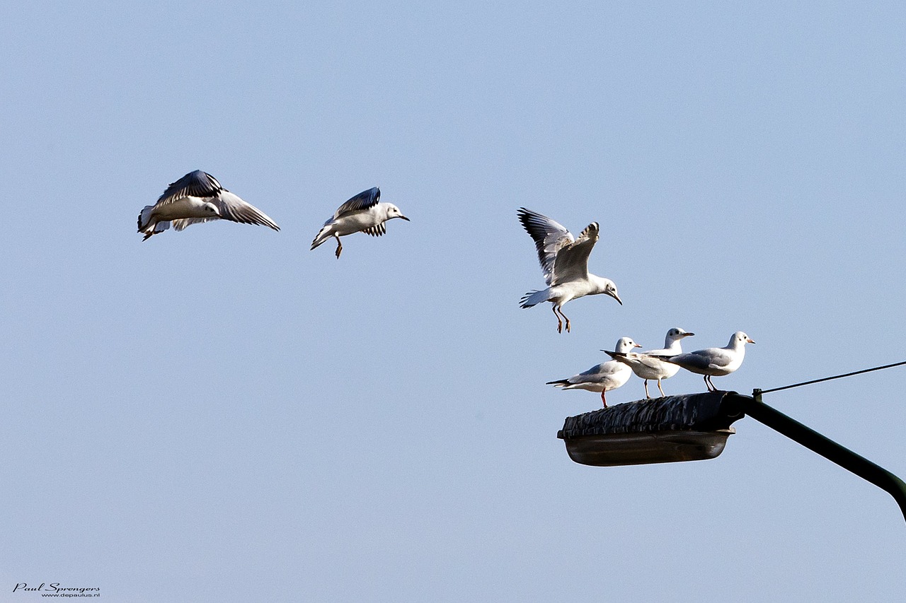 birds seagulls wings free photo