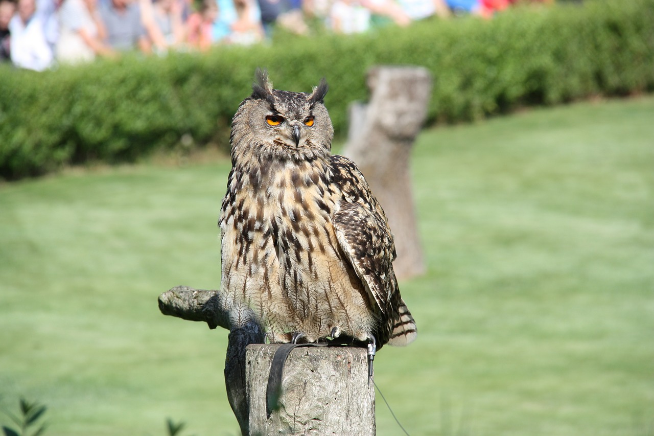 birds eagle owl bird park marlow free photo