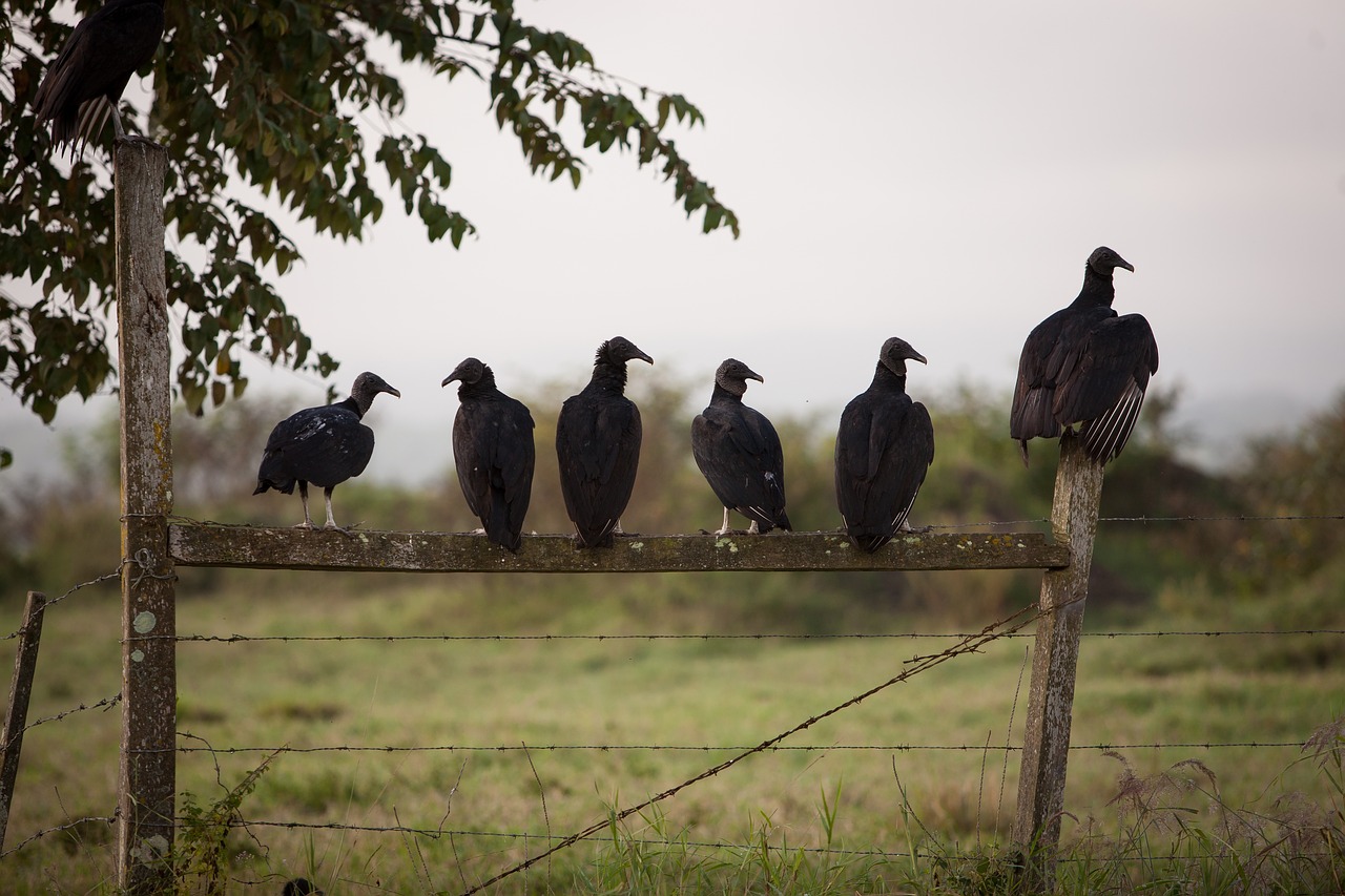 birds vulture gang free photo