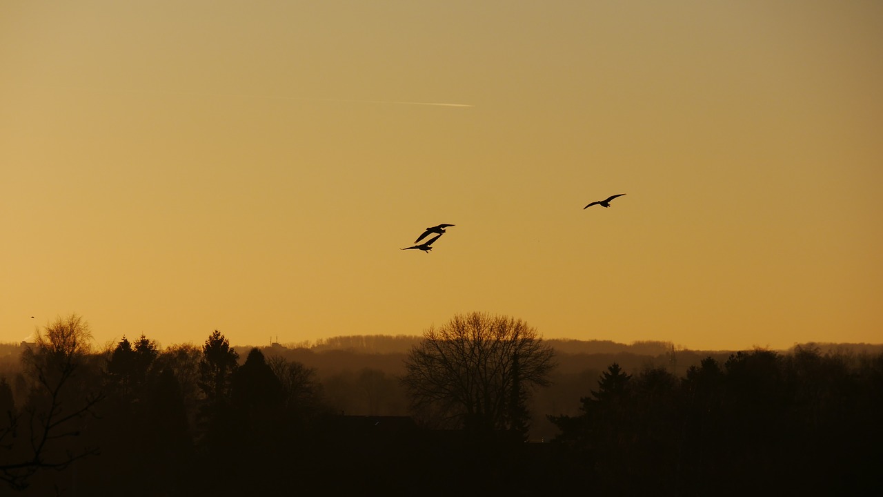 birds evening sunset free photo