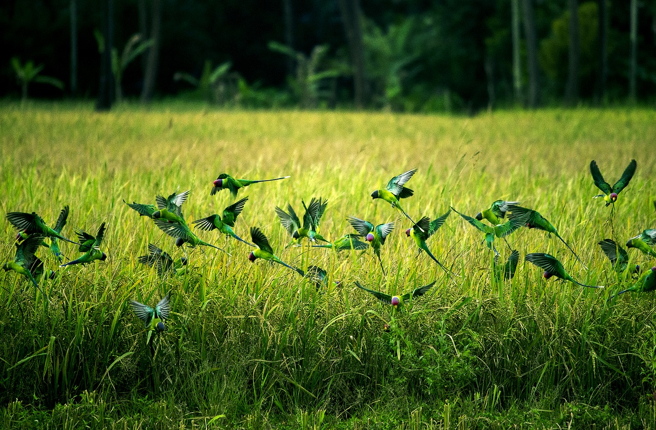 birds parrots nature free photo