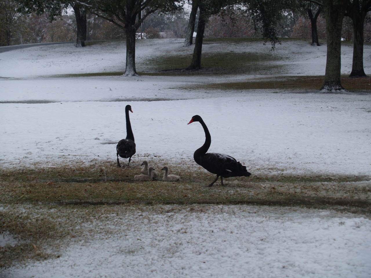 birds ducks snow free photo