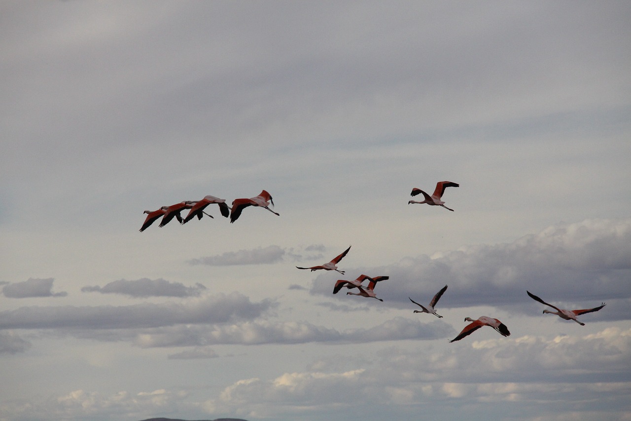 birds flamingo fly free photo