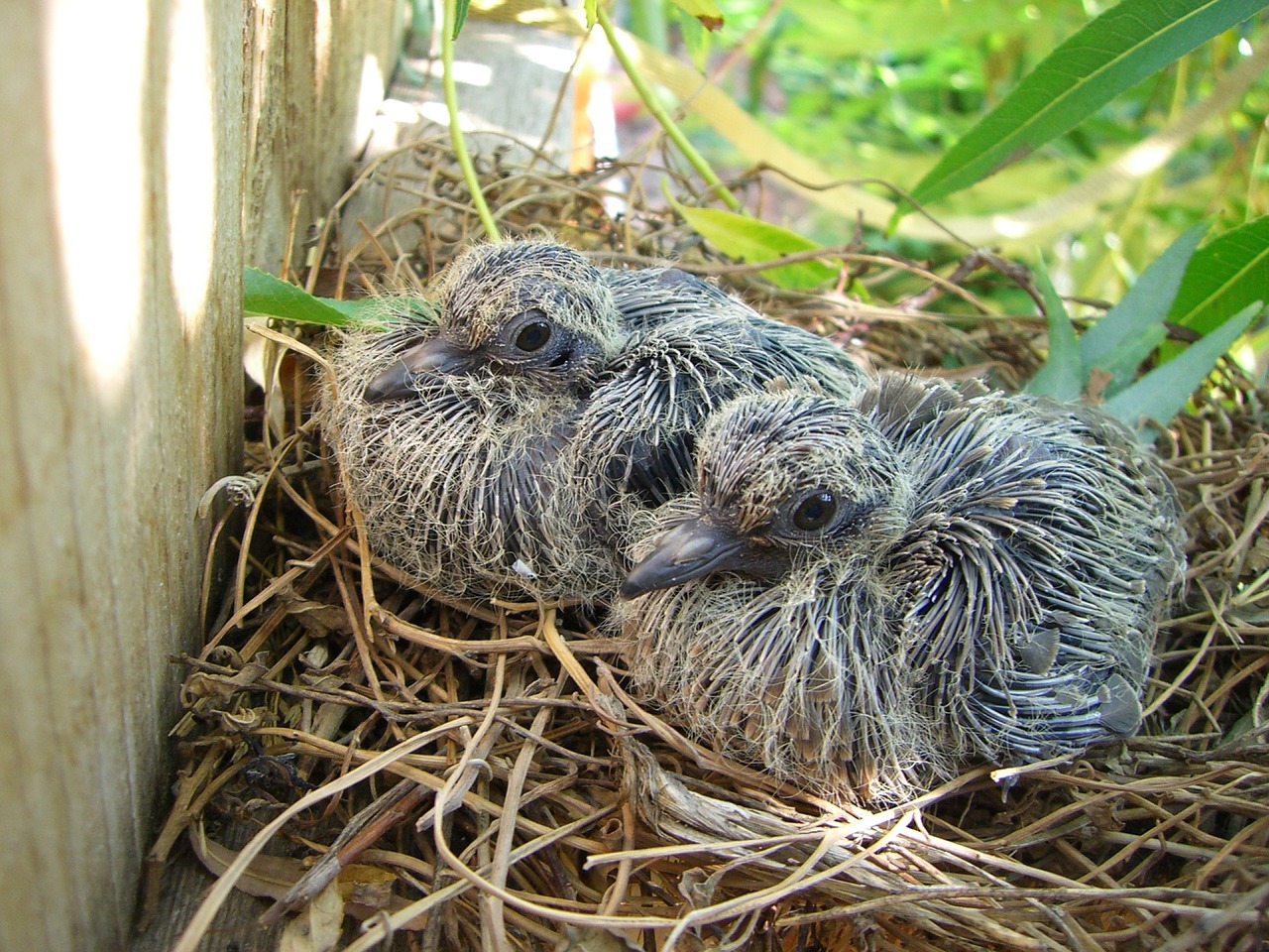 birds baby nest free photo