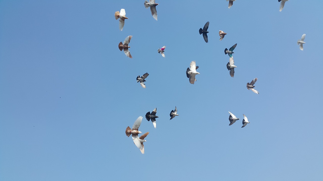 birds pigeons sky free photo