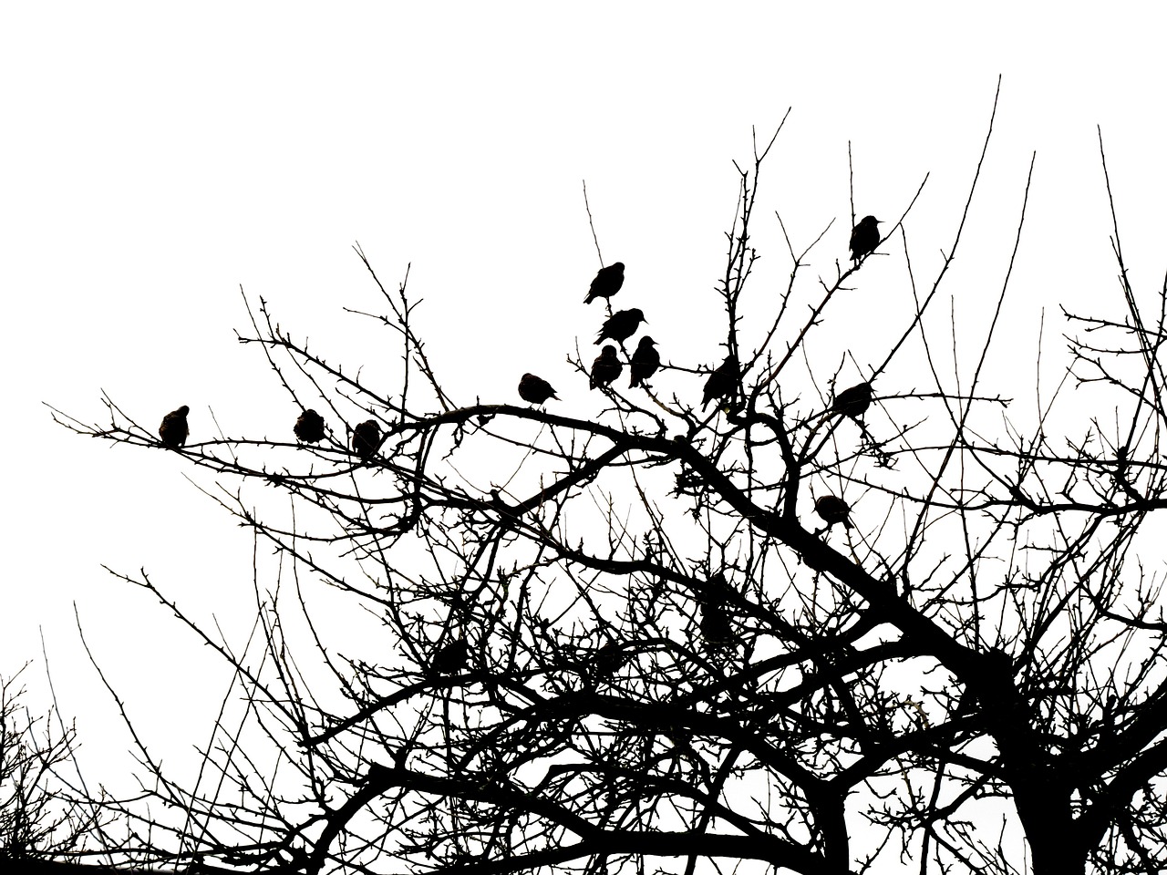 birds tree black free photo