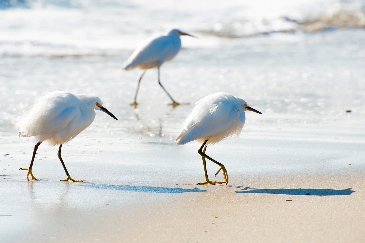 birds gulls pipers free photo