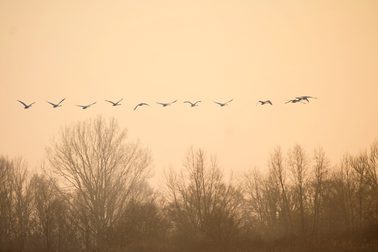 birds swans fly free photo