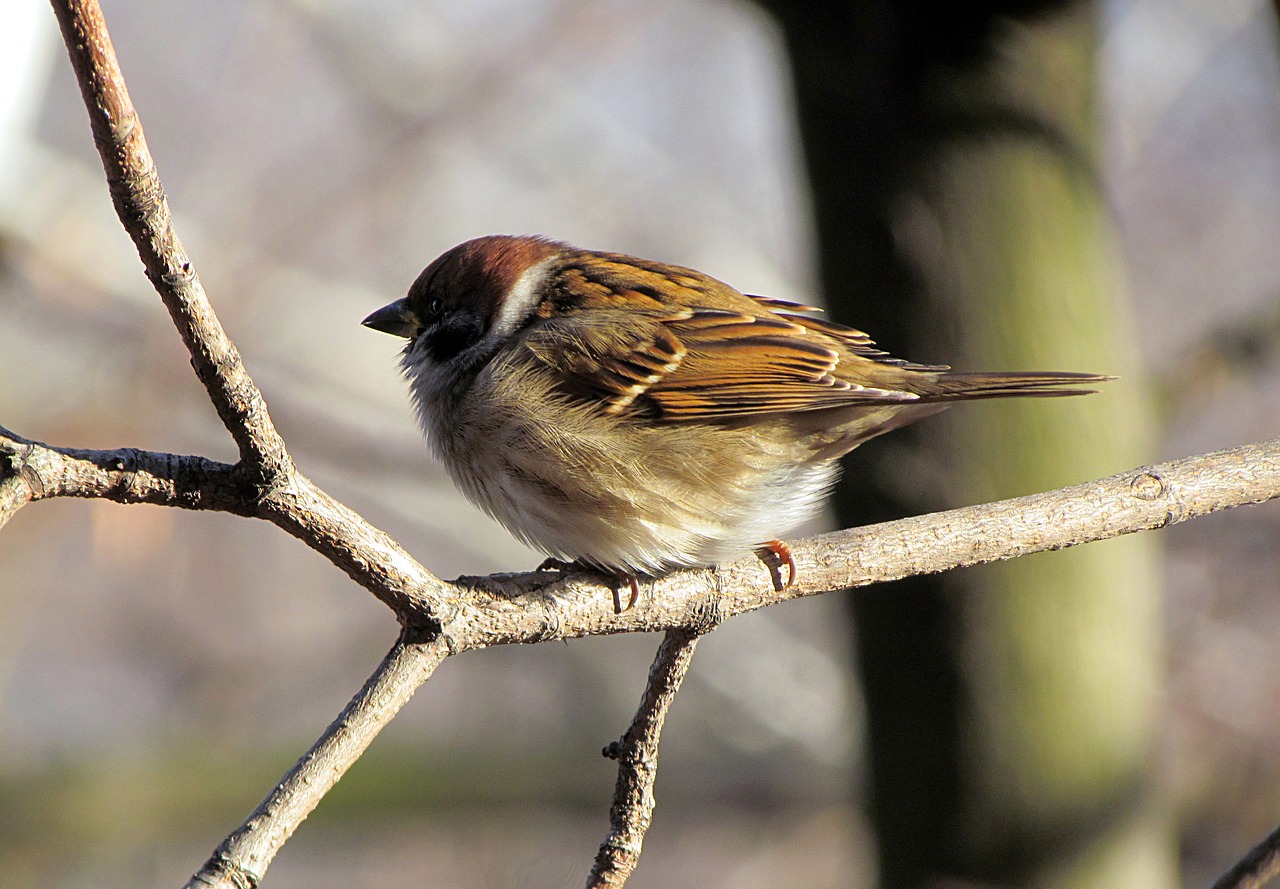 birds sparrow house sparrow free photo