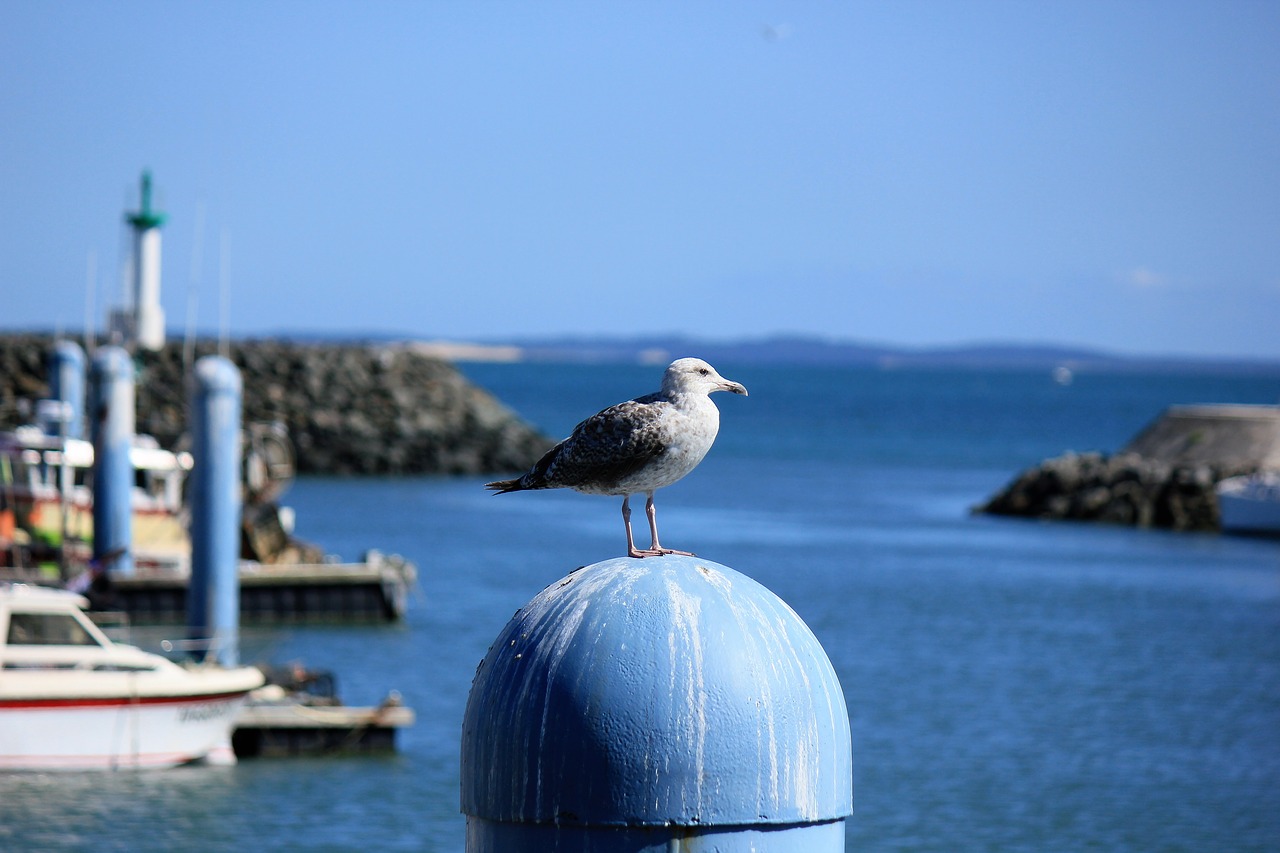 birds island of oleron sea free photo