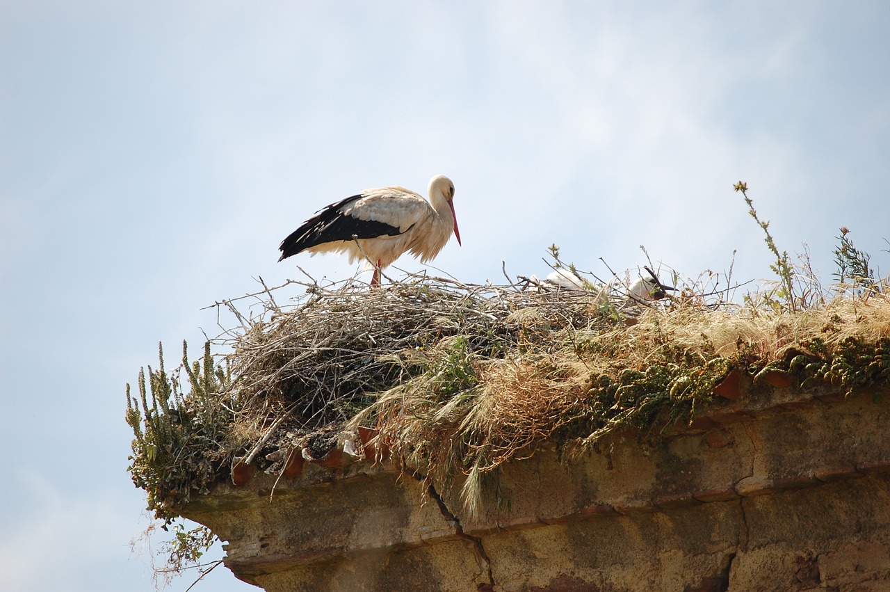 birds stork nature free photo