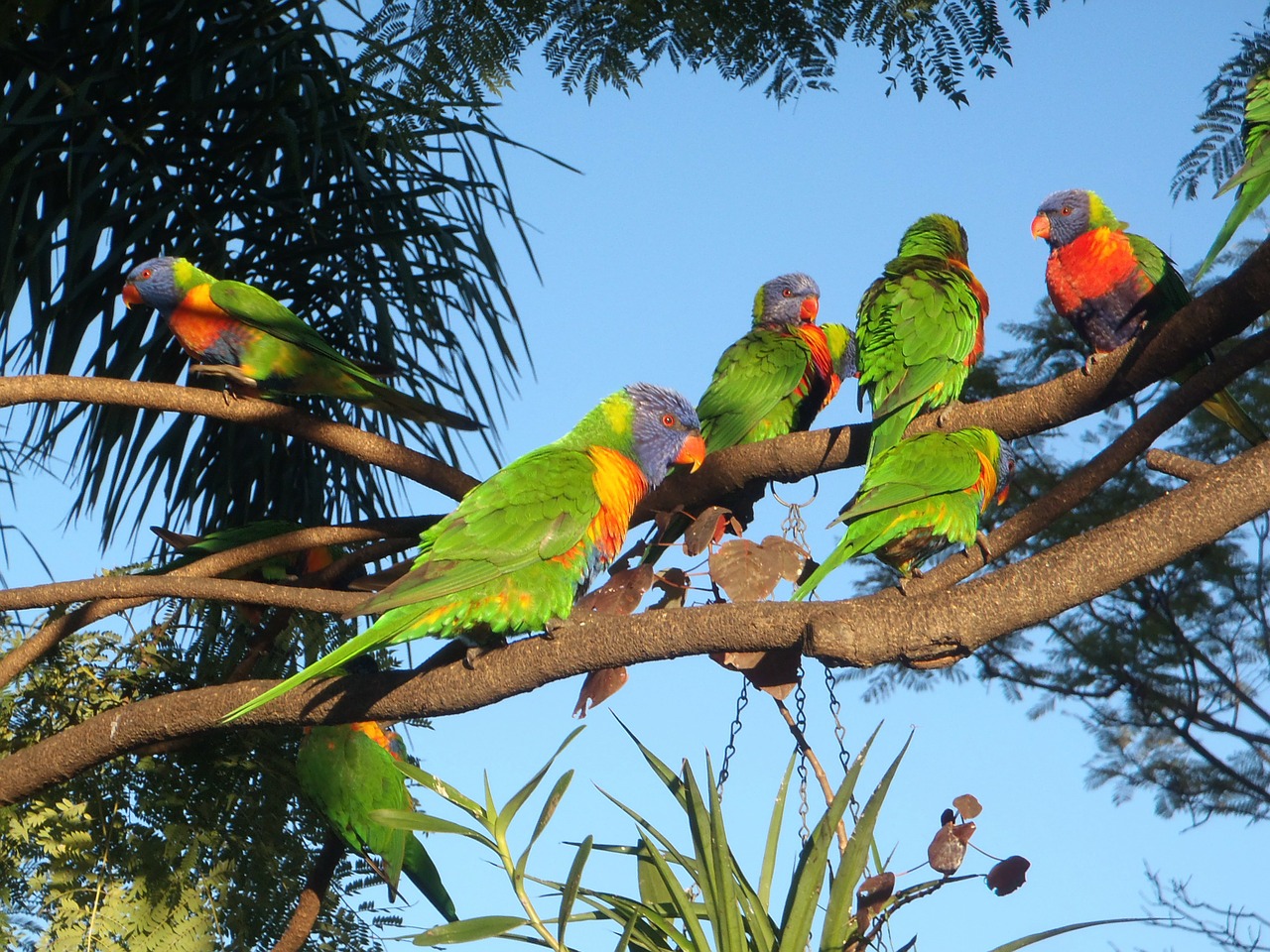 birds papagaien australia free photo