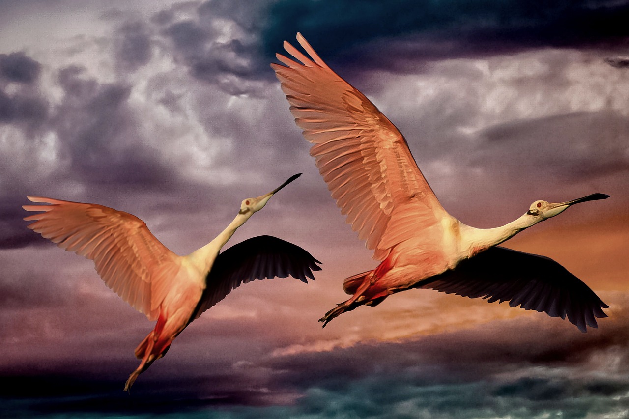 birds pink flying free photo