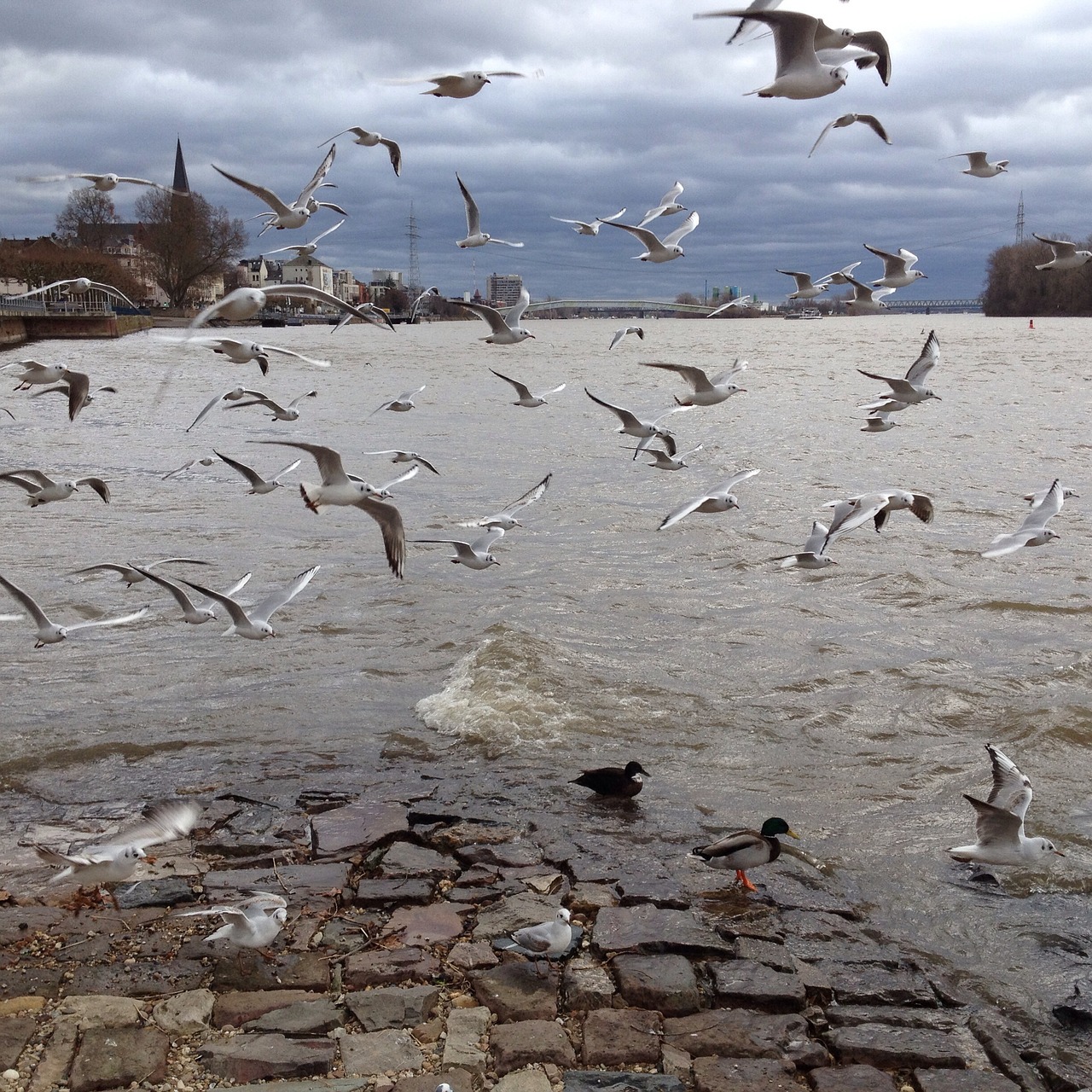 birds gulls water bird free photo