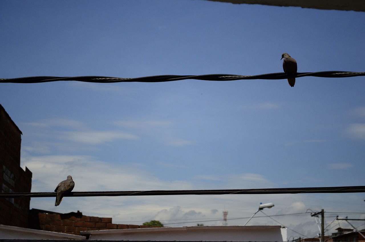 birds medellin sky free photo