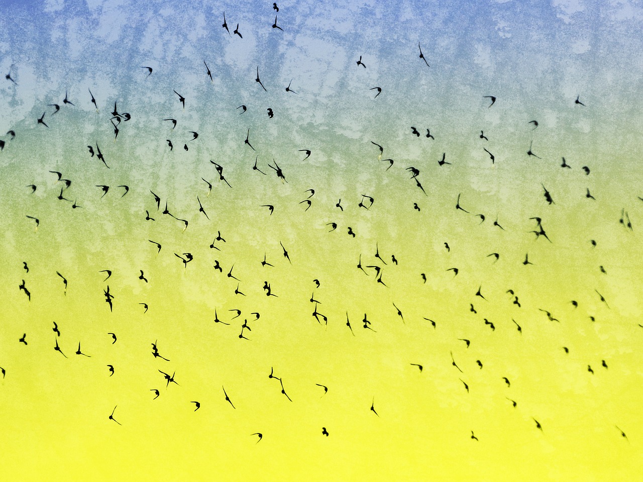 birds flock flight free photo