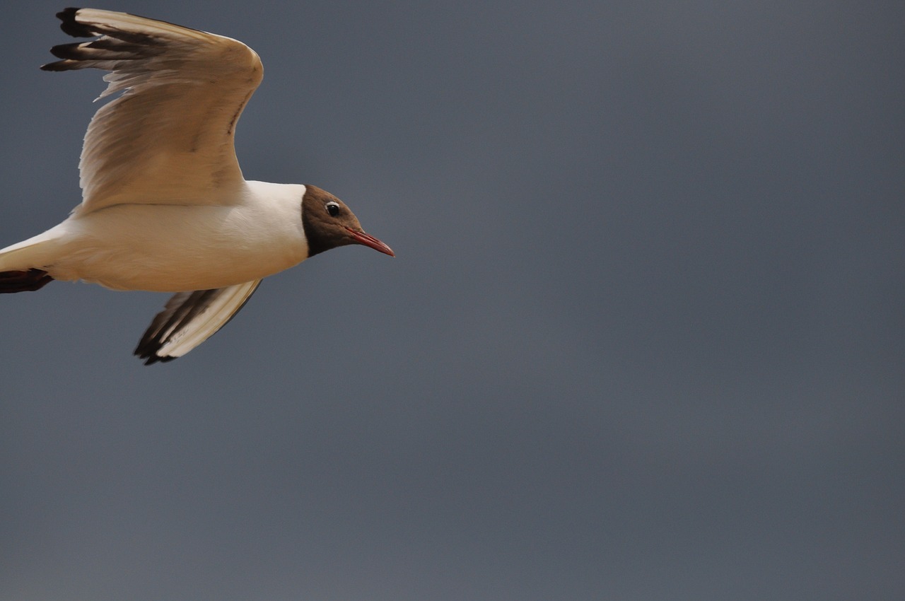 birds the seagulls nature free photo