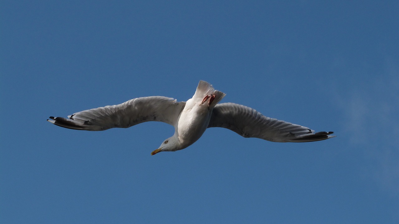 birds seagull gull free photo