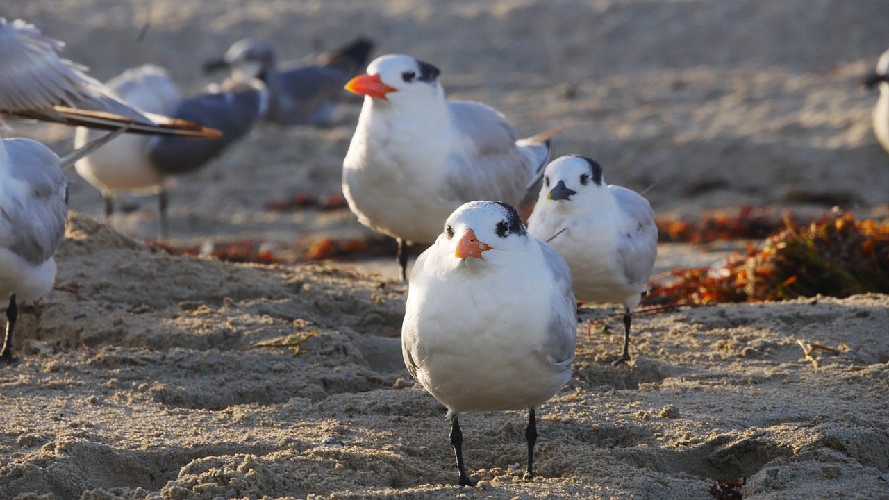 birds beach sea free photo