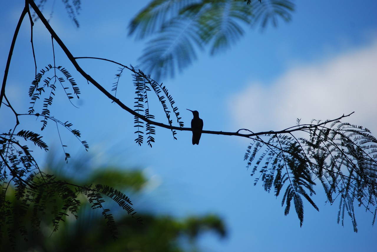 birds silhouette nature free photo