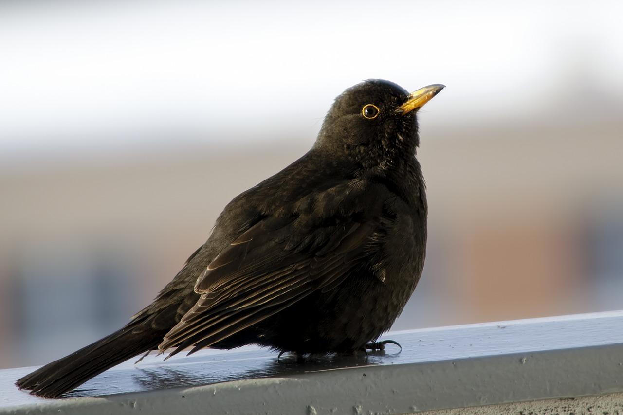 birds thrush nature free photo