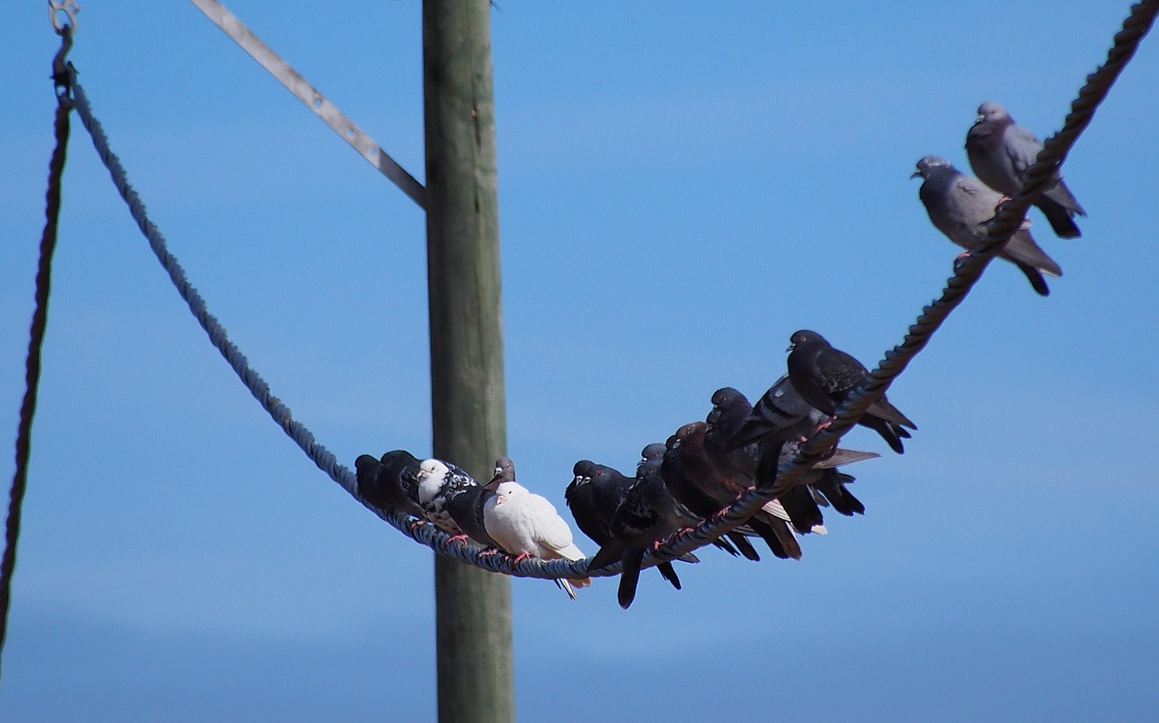 birds birds on the rope pigeon free photo