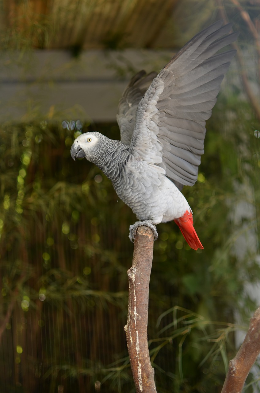 birds parrot zoo free photo