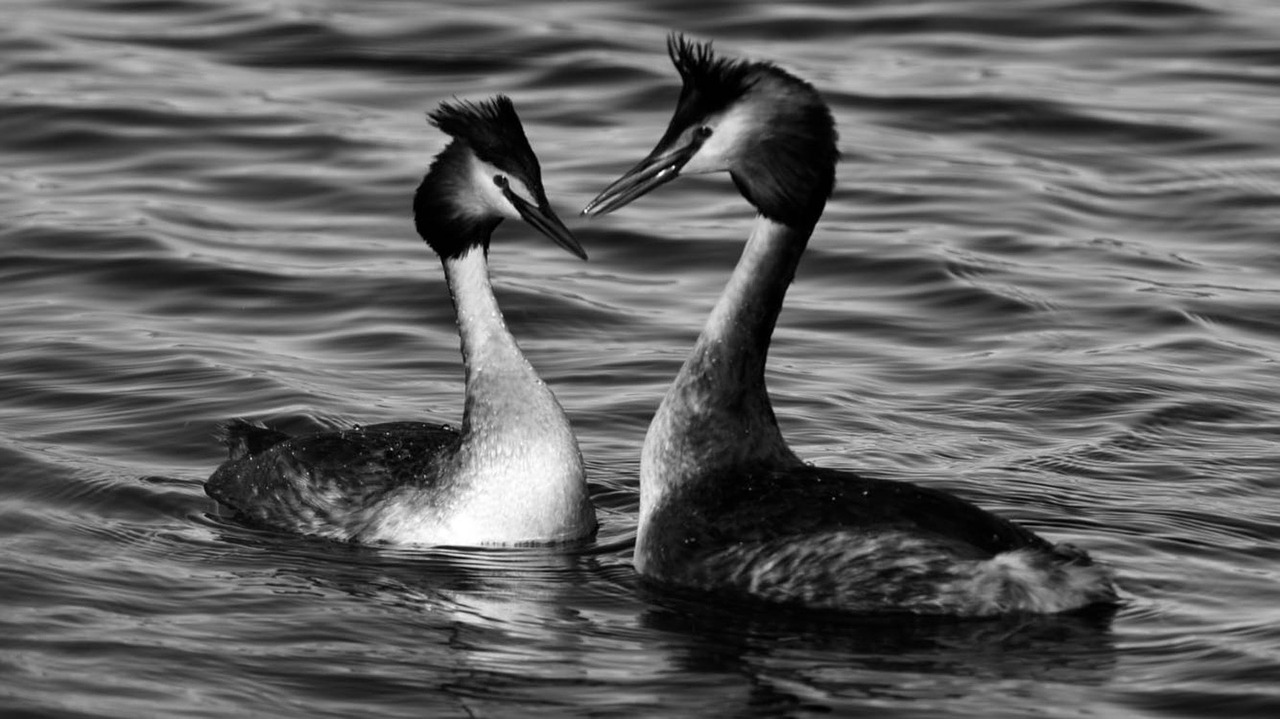 birds reflection nature free photo