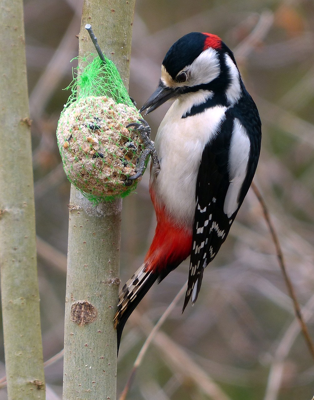 birds great spotted woodpecker back free photo