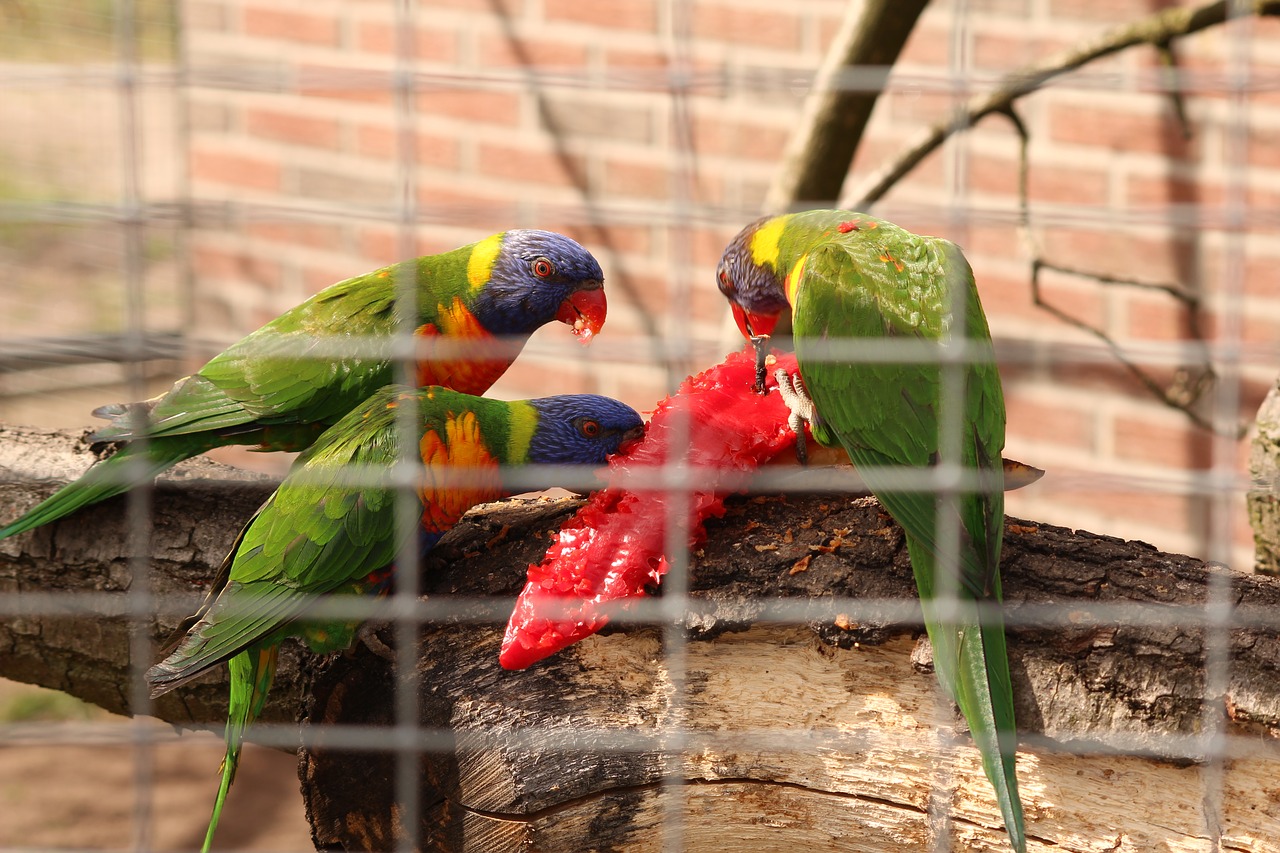 birds parrot colorful free photo