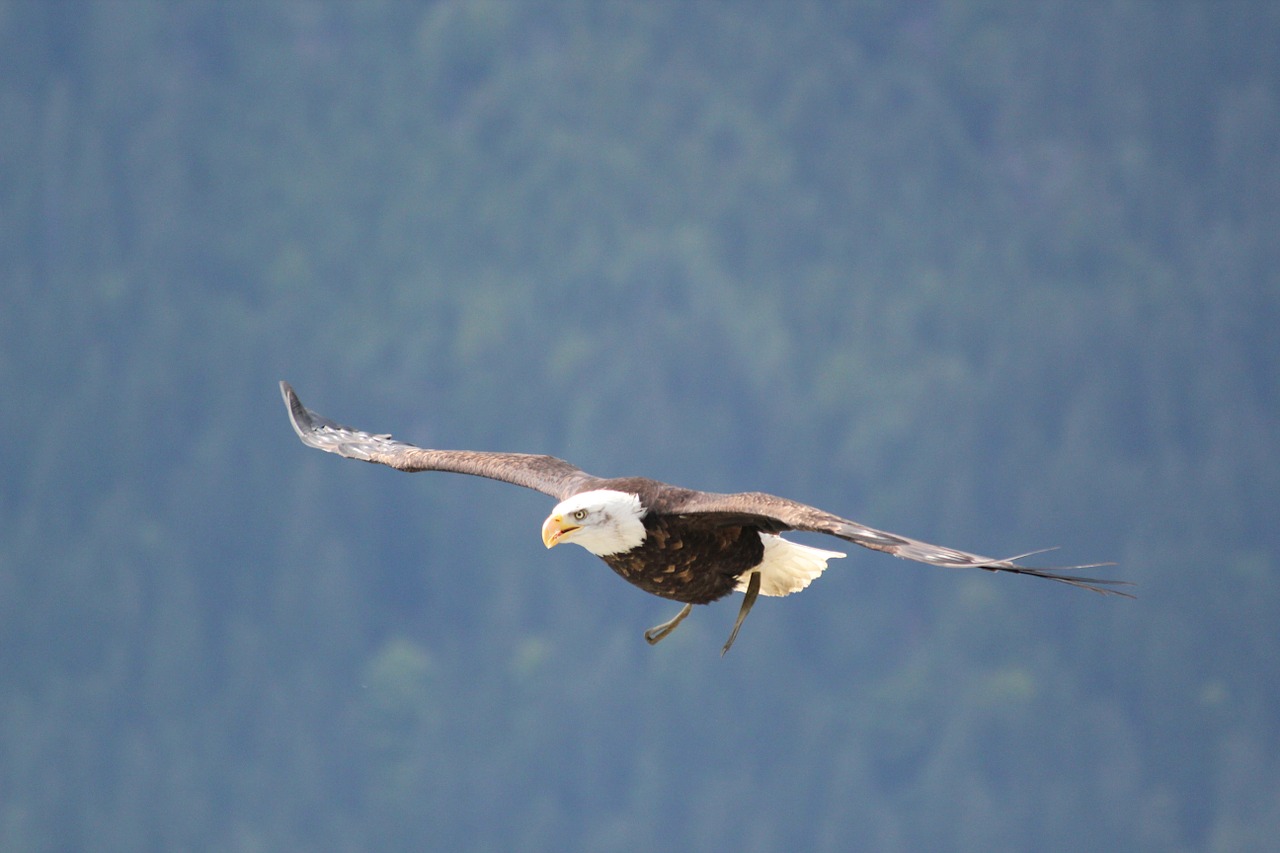 birds navy eagle eagle free photo