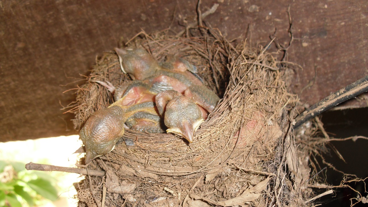 birds puppies nest free photo