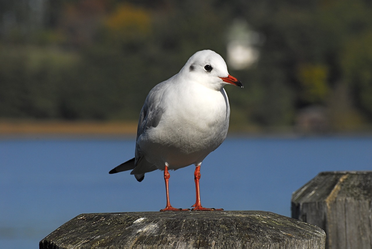 birds nature bird free photo