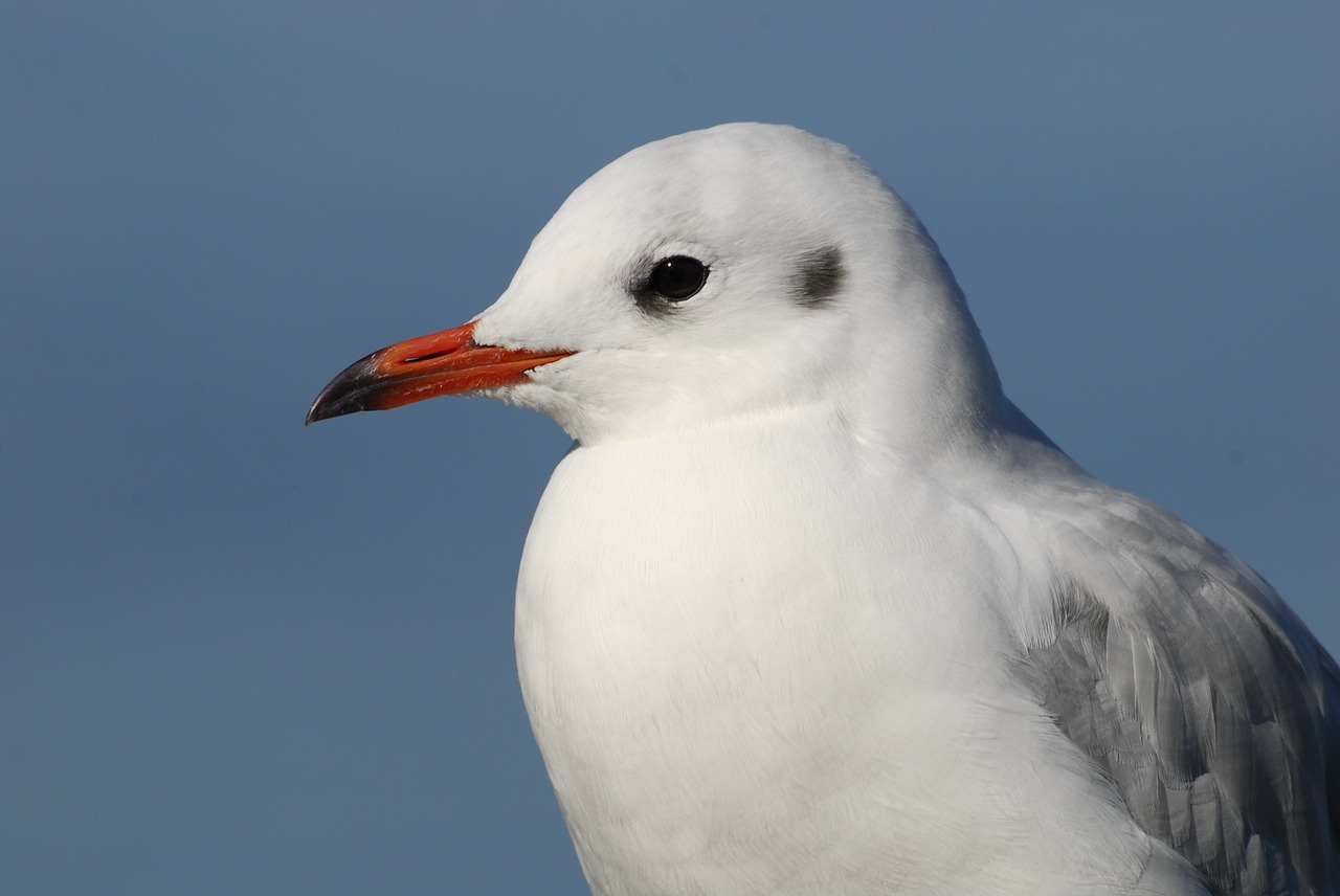 birds nature bird free photo