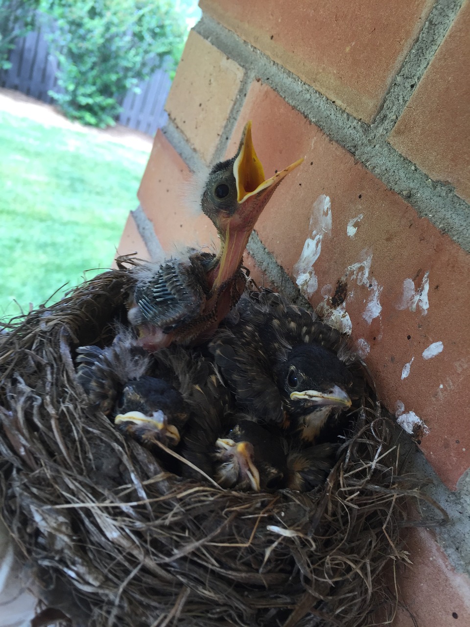 birds nest hatch free photo