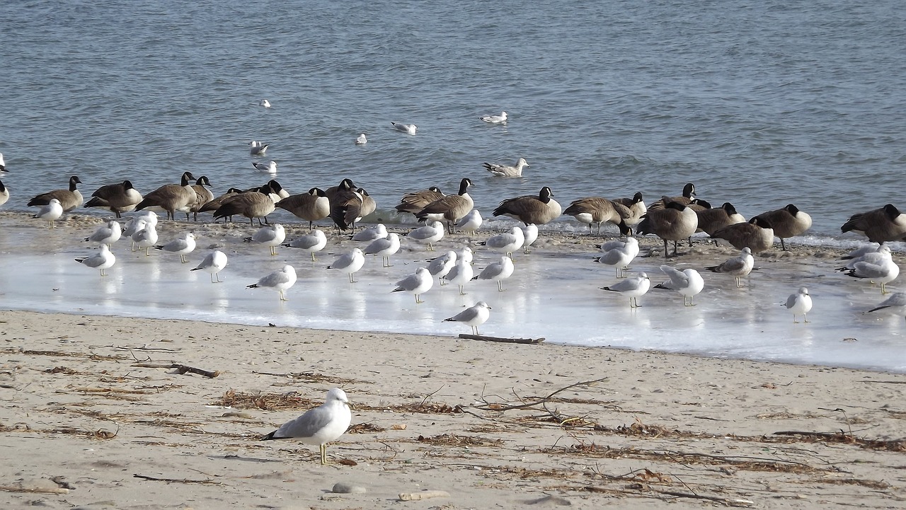 birds the seagulls beach free photo
