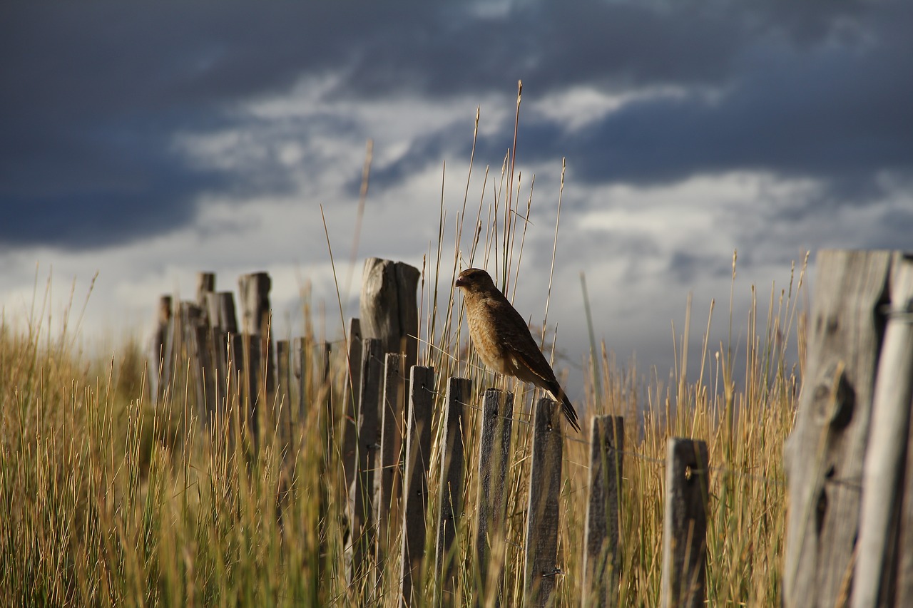 birds animals nature free photo