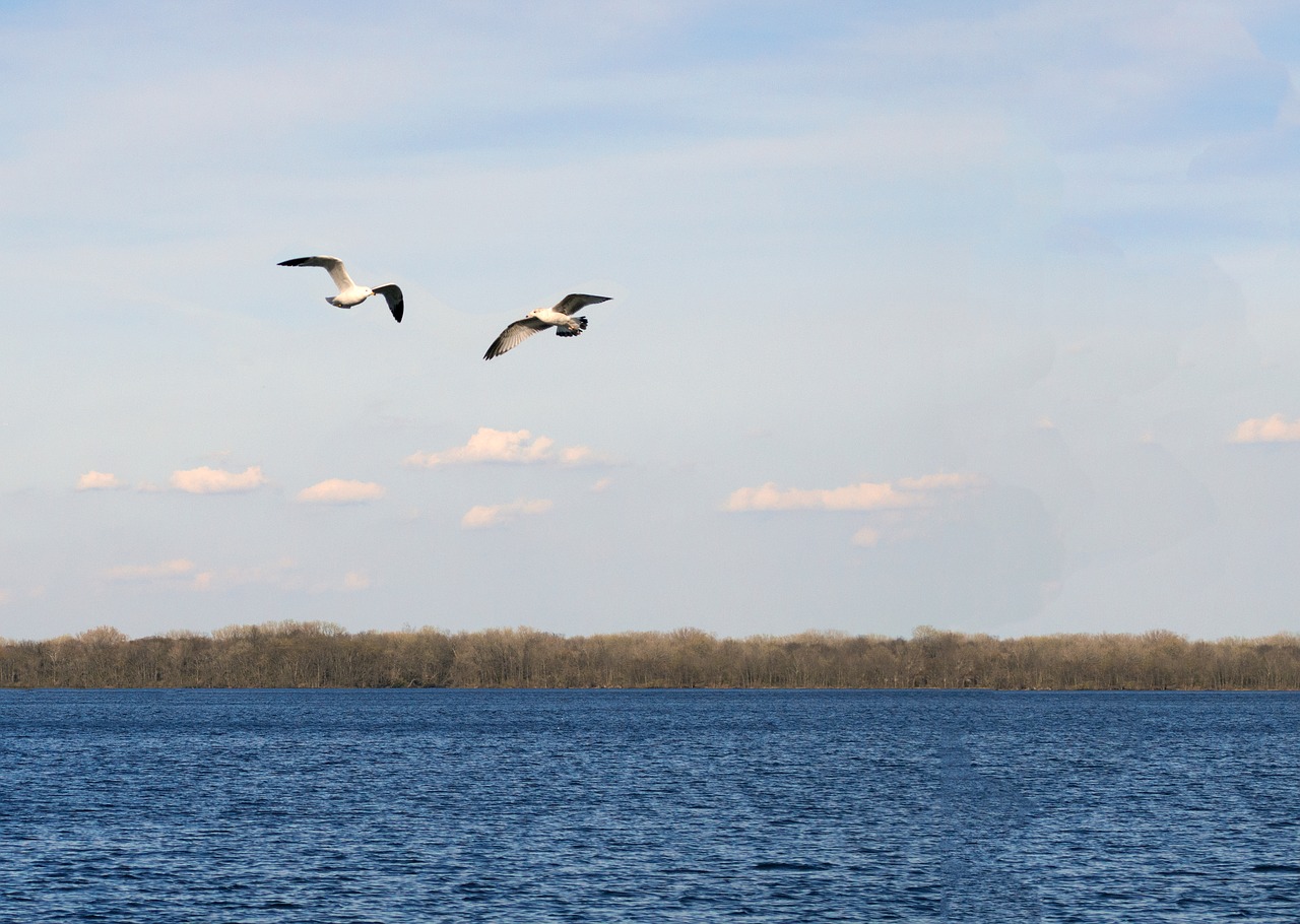 birds nature animal free photo