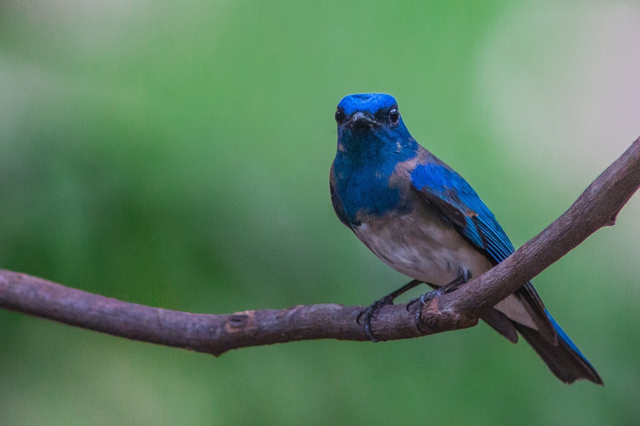 birds blue flycatcher free photo