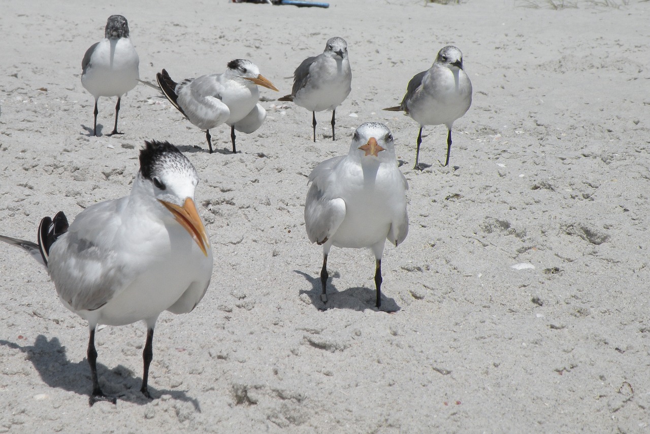 birds beach sand free photo