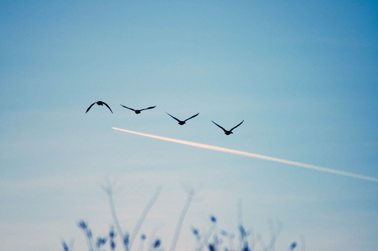 birds sky flying free photo