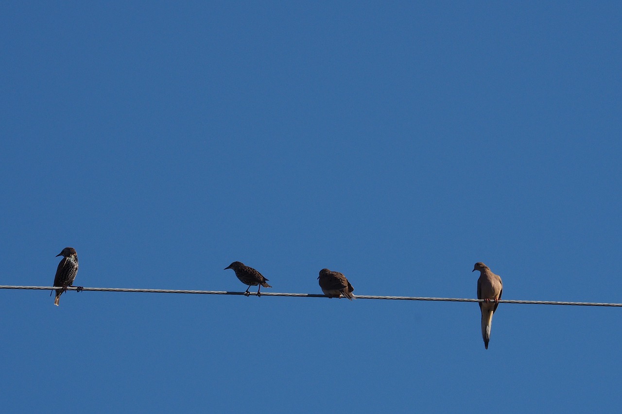 birds blue sky wire free photo