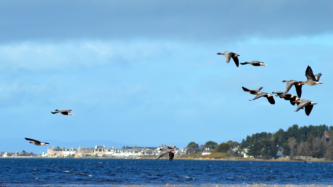 birds geese findhorn bay free photo