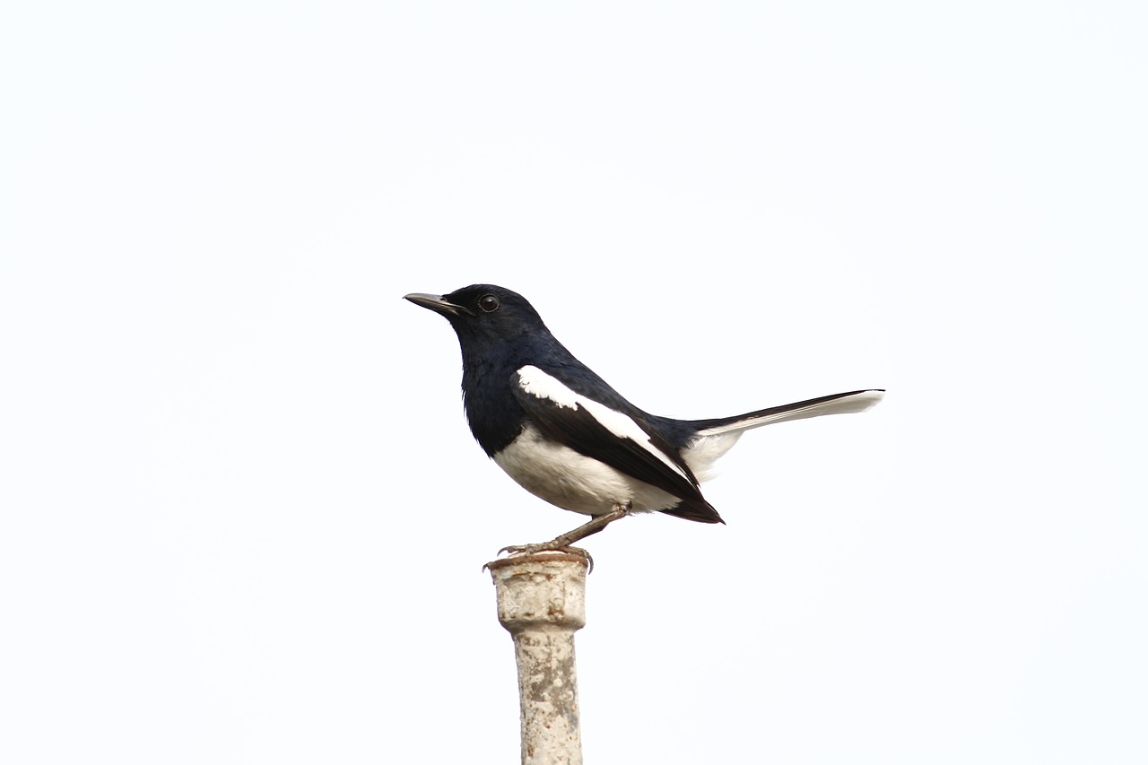 birds nature magpie free photo