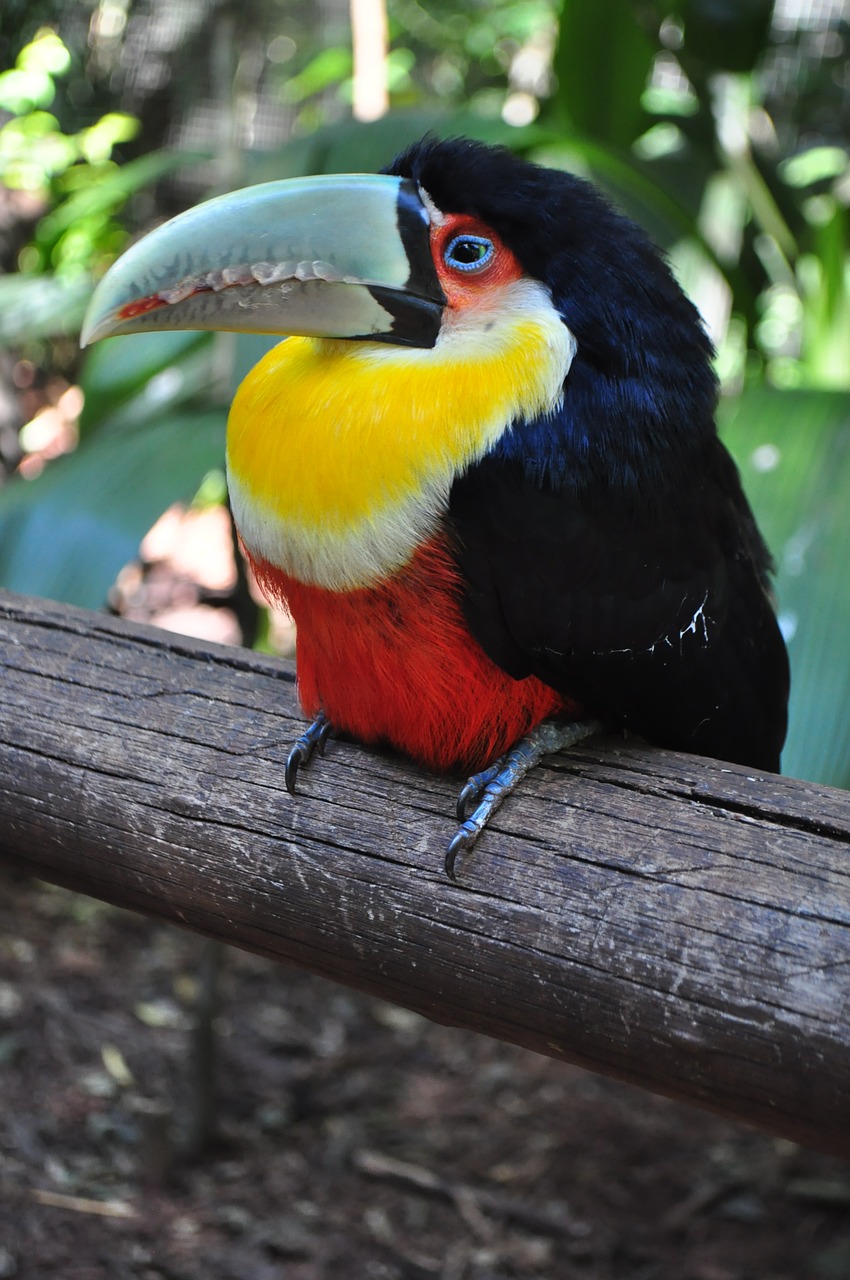 birds tucano brazil free photo