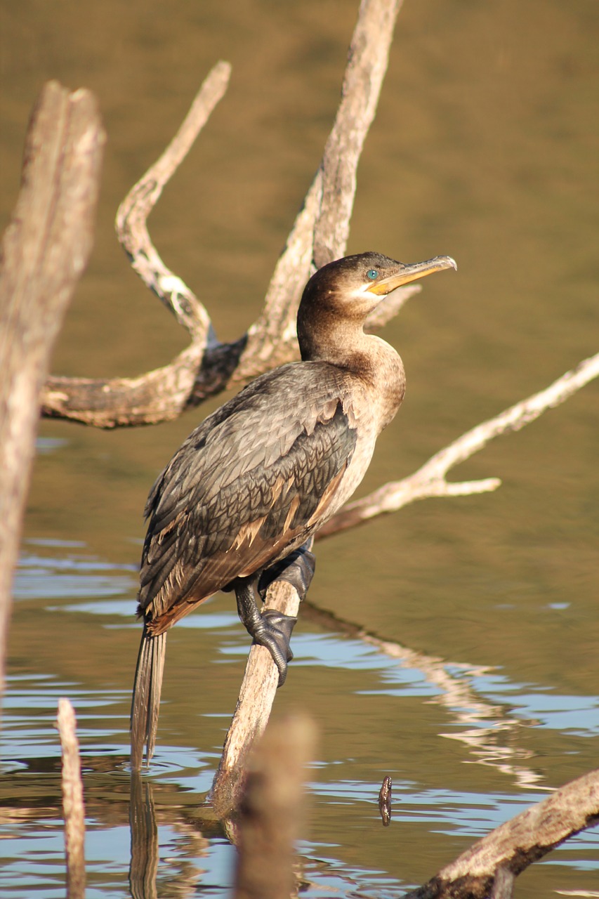 birds nature animals free photo