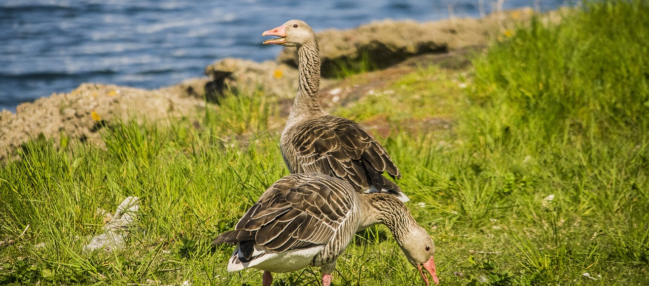 birds nature animals free photo