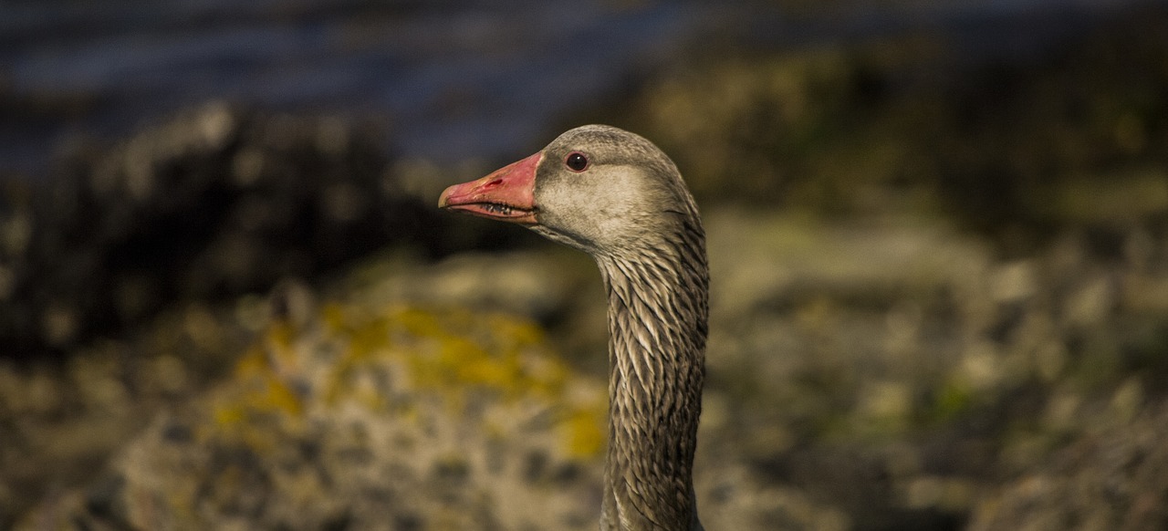 birds nature animals free photo